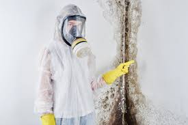 Reliable Webster Groves, MO Mold Removal Services Solutions